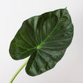 Alocasia 'Regal Shield' - Garden Gets