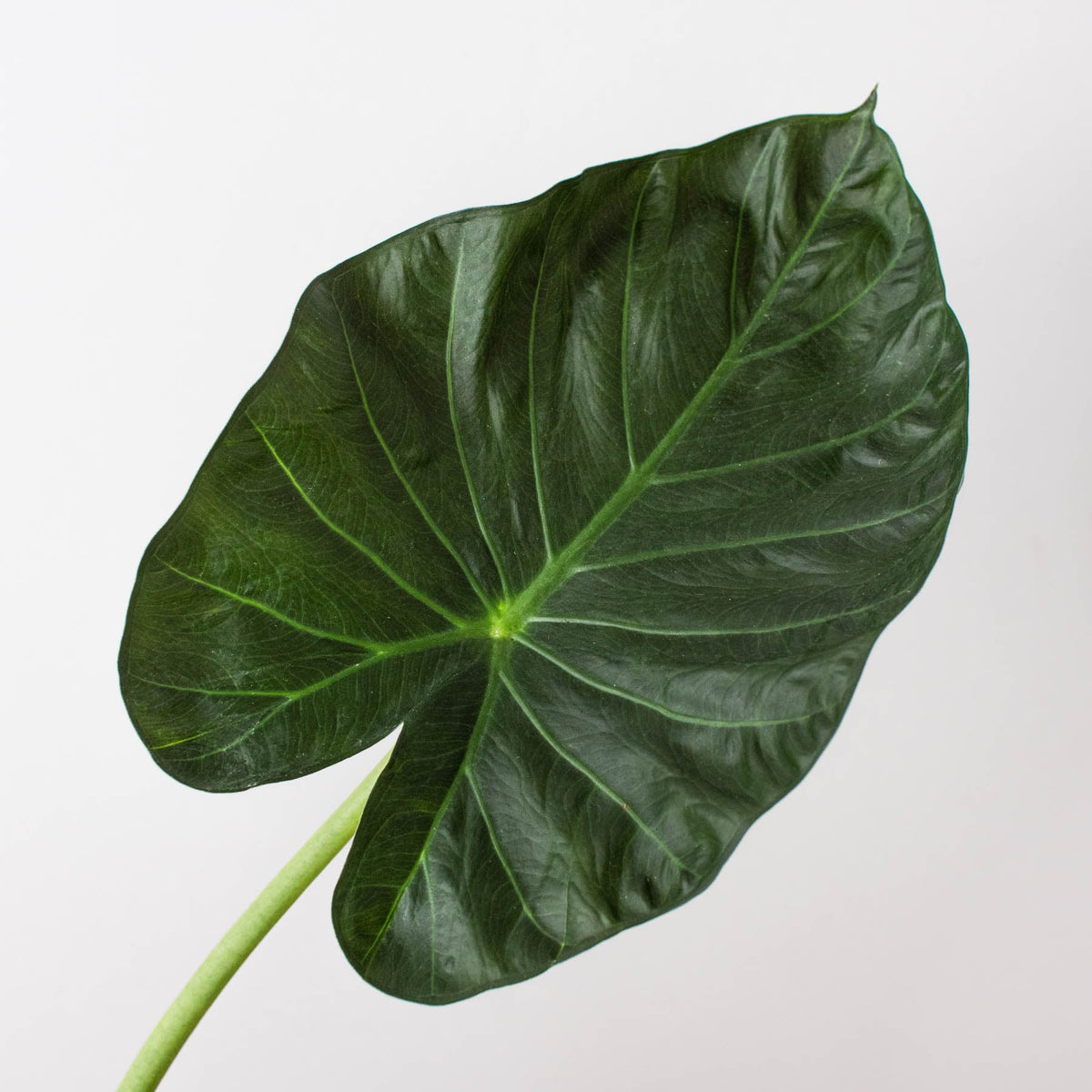 Alocasia 'Regal Shield' - Garden Gets