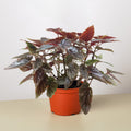 Begonia 'Corallina' - Garden Gets