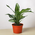 Dieffenbachia Panther - Garden Gets