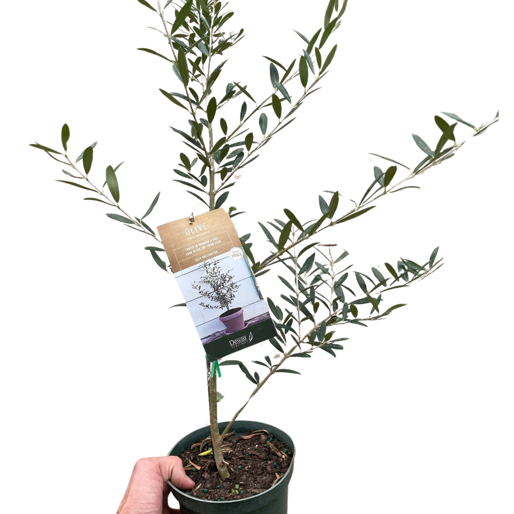 Common Olive Tree (Olea europaea) - Garden Gets