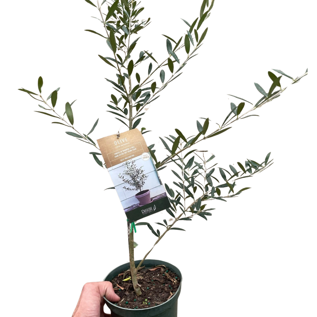 Common Olive Tree (Olea europaea) - Garden Gets
