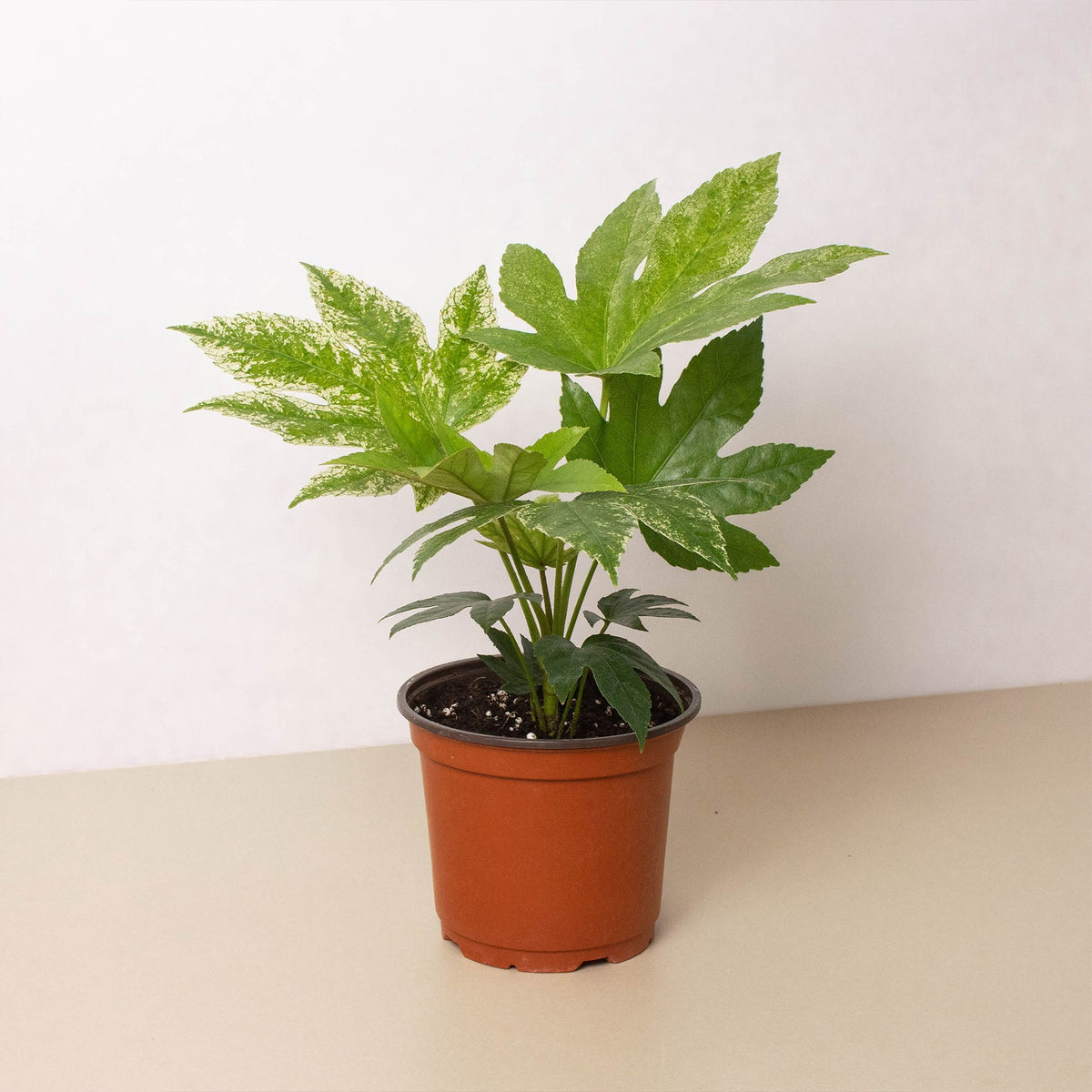 Fatsia 'Spider's Web' - Garden Gets