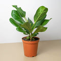 Ficus 'Audrey' - Garden Gets