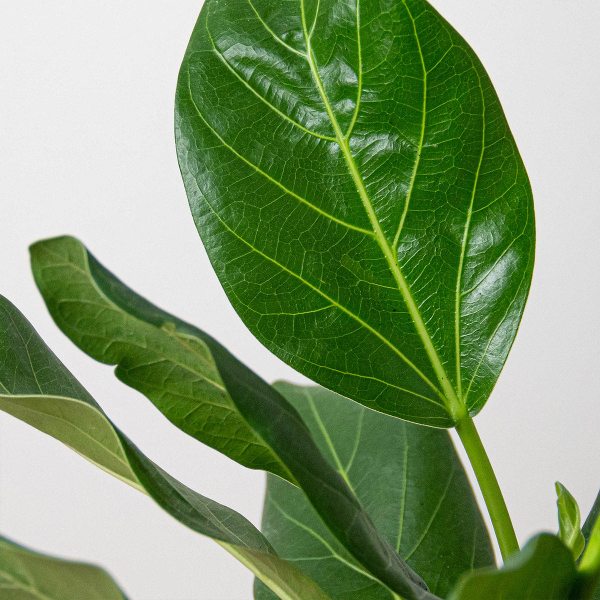 Ficus 'Audrey' - Garden Gets
