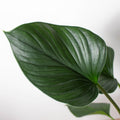 Homalomena 'Emerald Gem' - Garden Gets