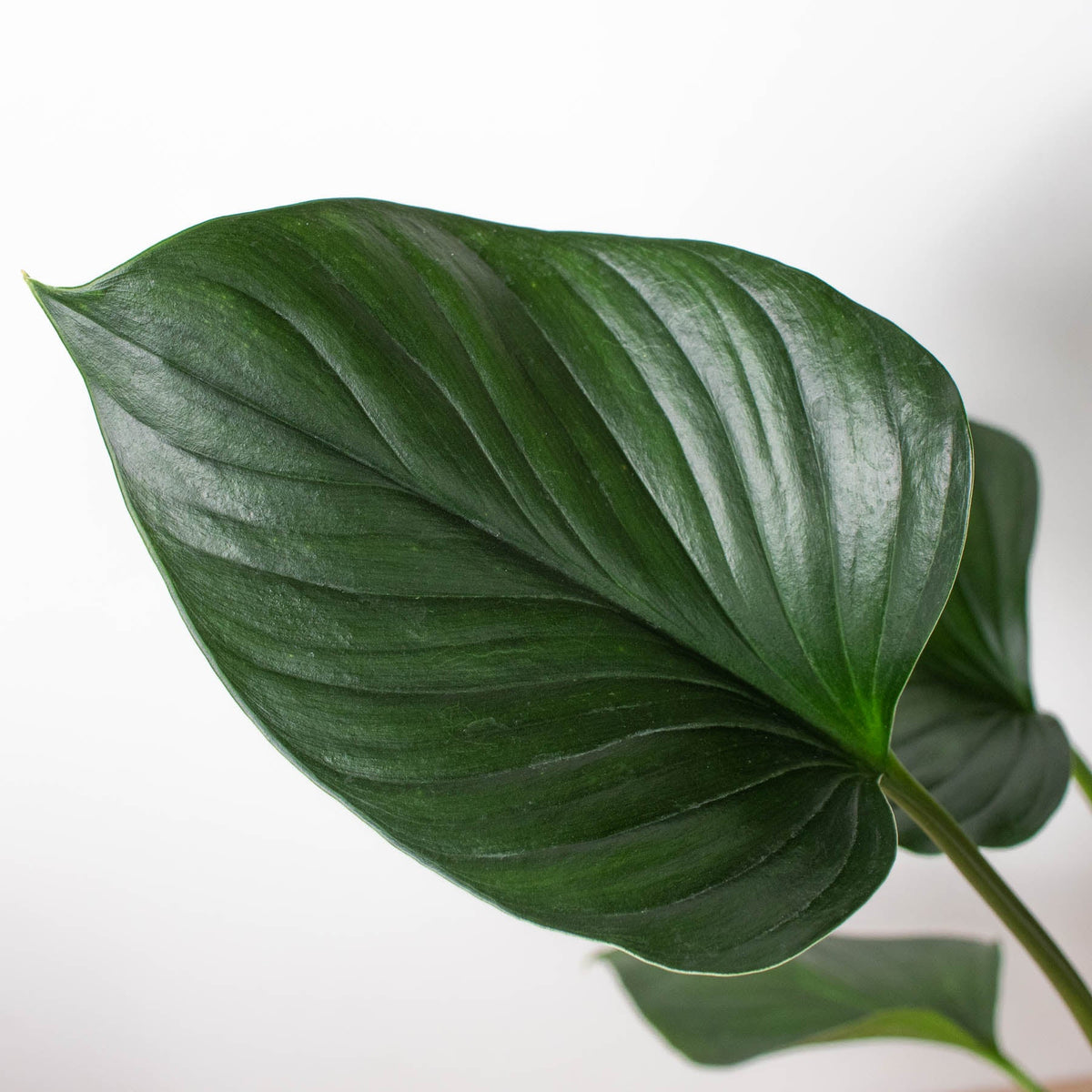 Homalomena 'Emerald Gem' - Garden Gets
