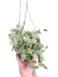Hoya Krohiana 'Eskimo' - Garden Gets
