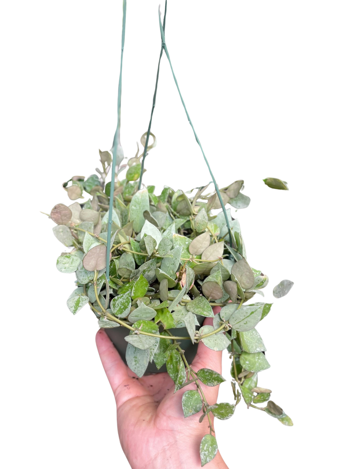 Hoya Krohiana 'Eskimo' - Garden Gets
