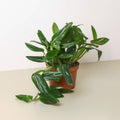Monstera 'Standeleyana Albo Variegated' - Garden Gets