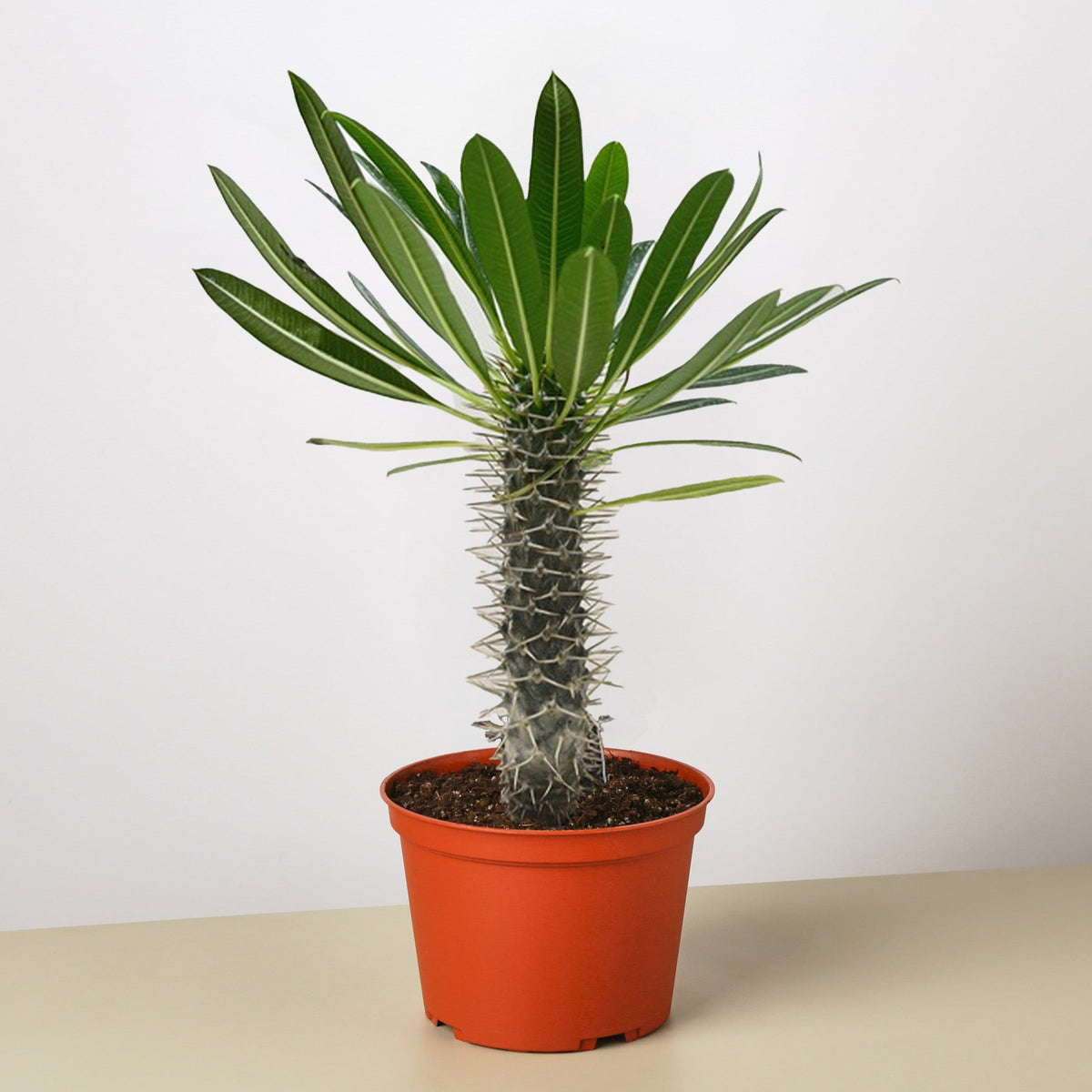 Pachypodium 'lamerei' (Madagascar Palm) - Garden Gets