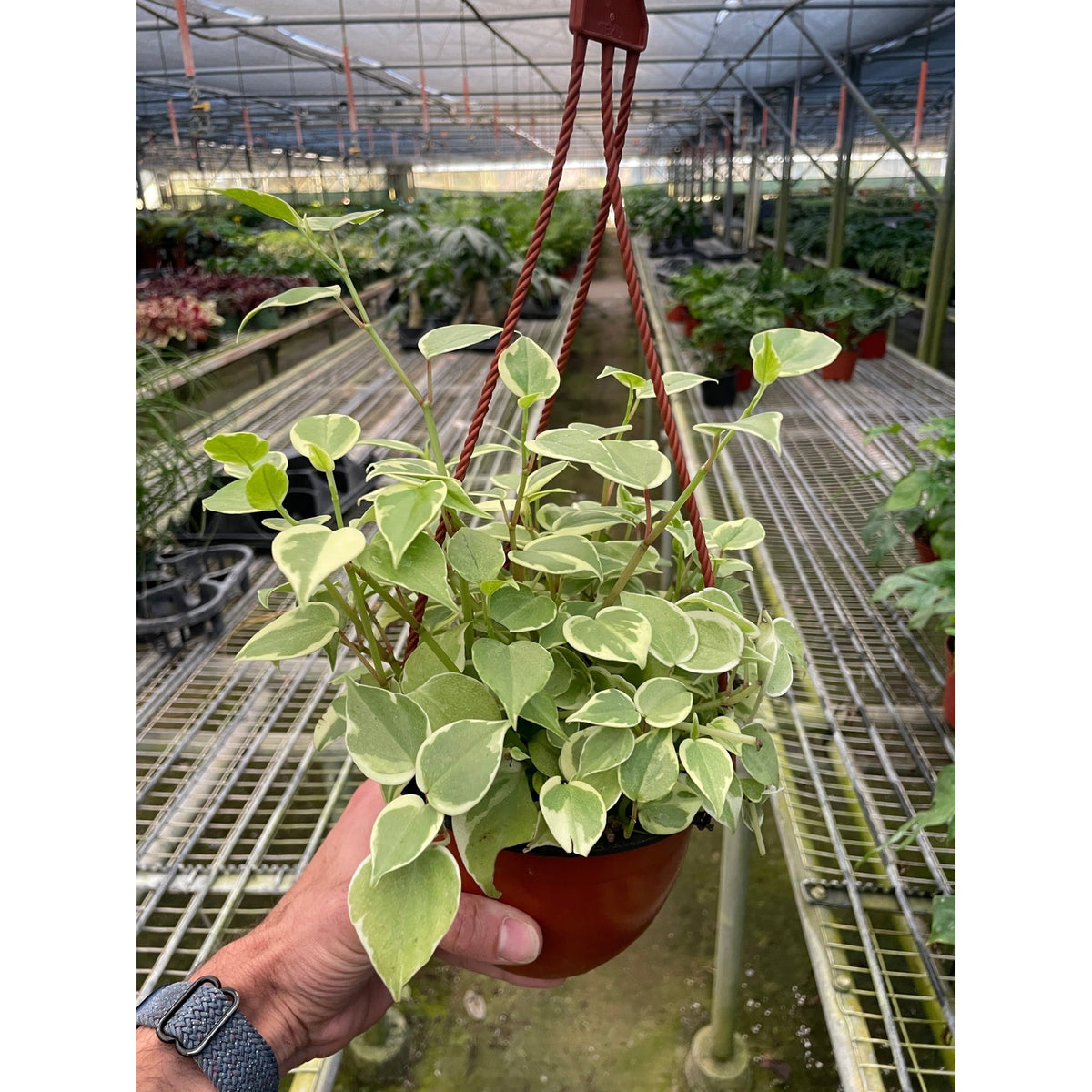Peperomia 'Cupid' - Garden Gets