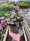 Peperomia 'Picollo Banda' - Garden Gets