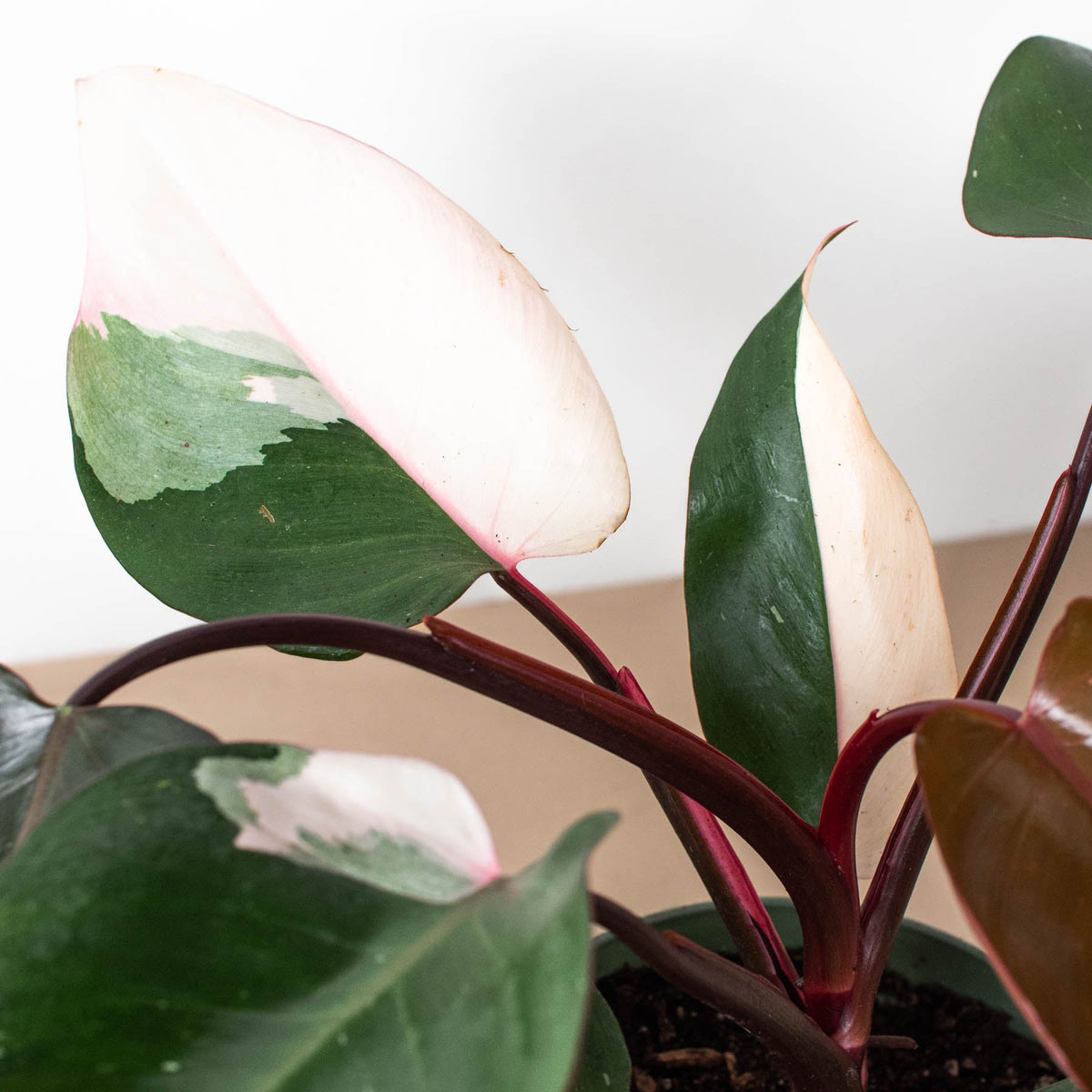 Philodendron 'Pink Princess' - Garden Gets