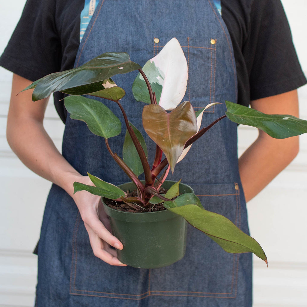 Philodendron 'Pink Princess' - Garden Gets