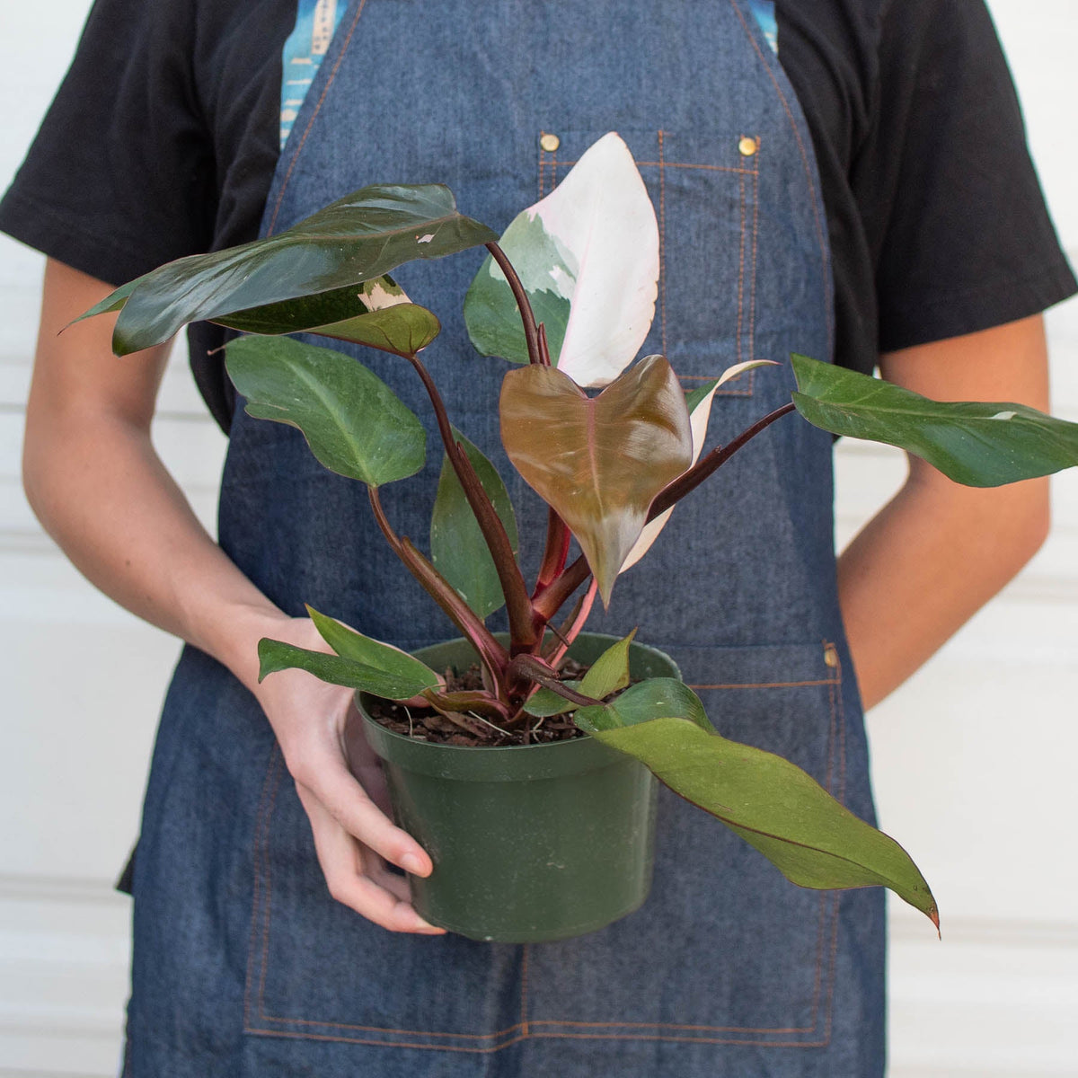 Philodendron 'Pink Princess' - Garden Gets