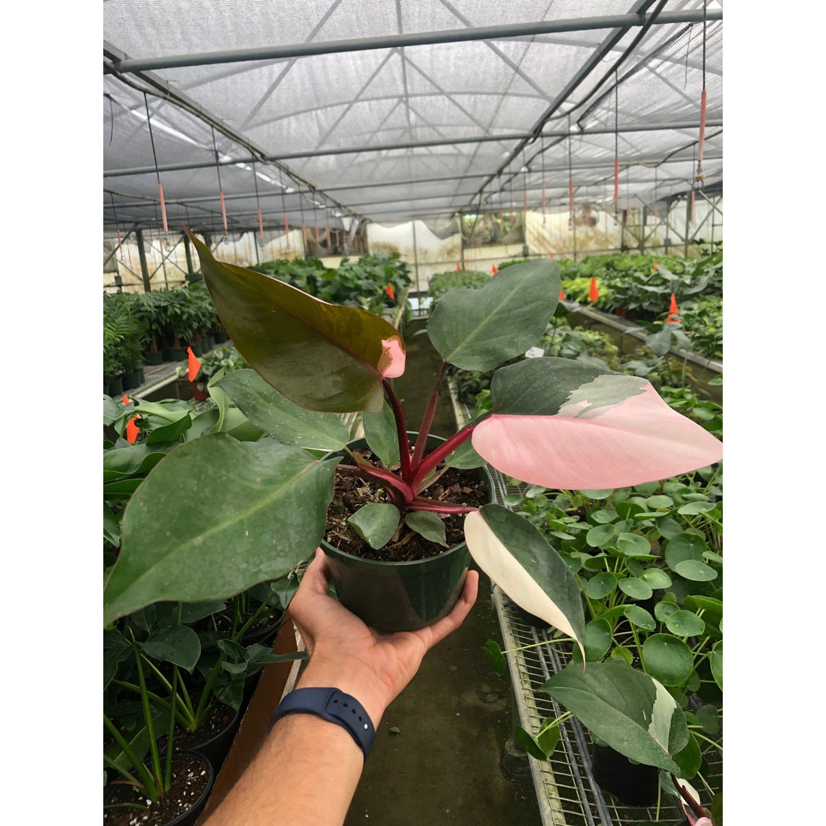 Philodendron 'Pink Princess' - Garden Gets