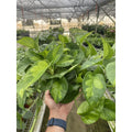 Pothos Global Green - Garden Gets