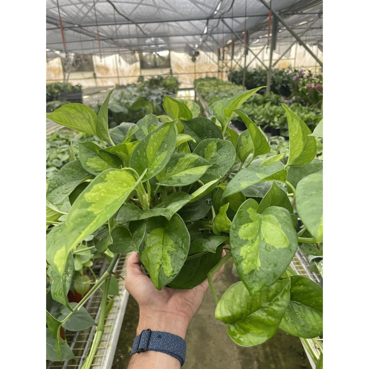 Pothos Global Green - Garden Gets