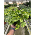 Pothos 'Lemon Meringue' - Garden Gets