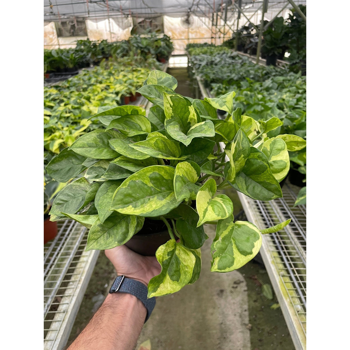 Pothos 'Lemon Meringue' - Garden Gets