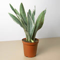 Snake Plant 'Sayuri' - Garden Gets