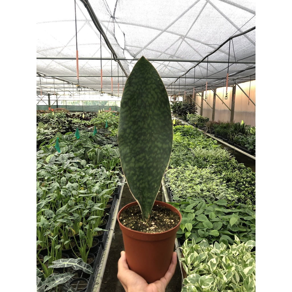 Shark Fin Snake Plant - Garden Gets