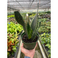 Snake Plant 'Whitney' - Garden Gets