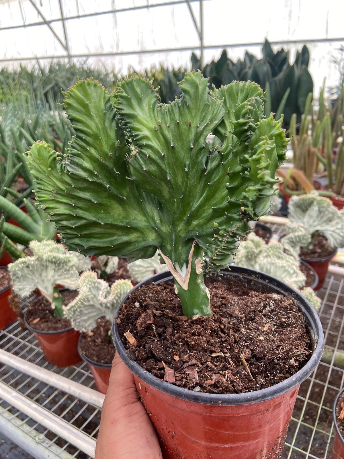 Succulent Euphorbia Lactea 'Mermaid Tail' - Garden Gets