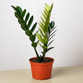 Zamioculcas 'Chameleon' - Garden Gets