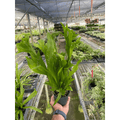 Fern 'Green Flame' - Garden Gets