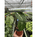 Philodendron 'Gloriosum' - Garden Gets