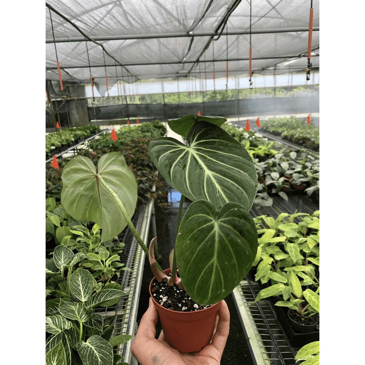 Philodendron 'Gloriosum' - Garden Gets