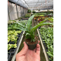 Variegated Spathiphyllum 'Domino' - Garden Gets