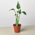 Alocasia 'Tiny Dancer' - 4" Pot - Garden Gets
