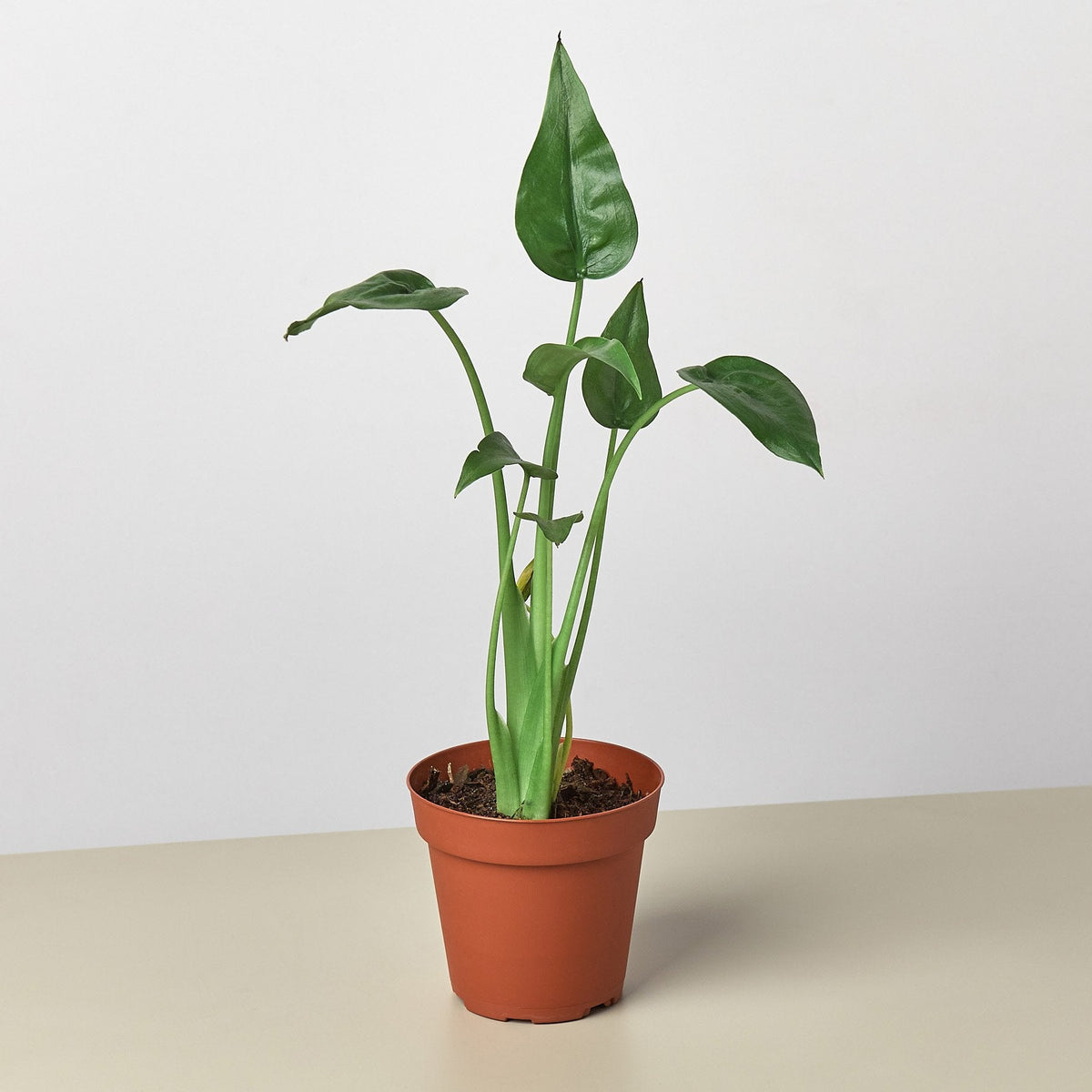 Alocasia 'Tiny Dancer' - 4" Pot - Garden Gets