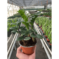 Zamioculcas zamiifolia 'Zenzi' - Garden Gets