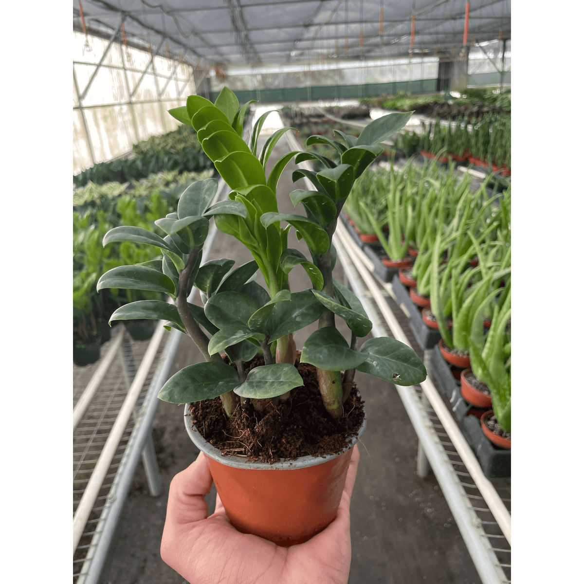 Zamioculcas zamiifolia 'Zenzi' - Garden Gets