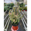 Variegated Devil's Backbone Euphorbia - Garden Gets