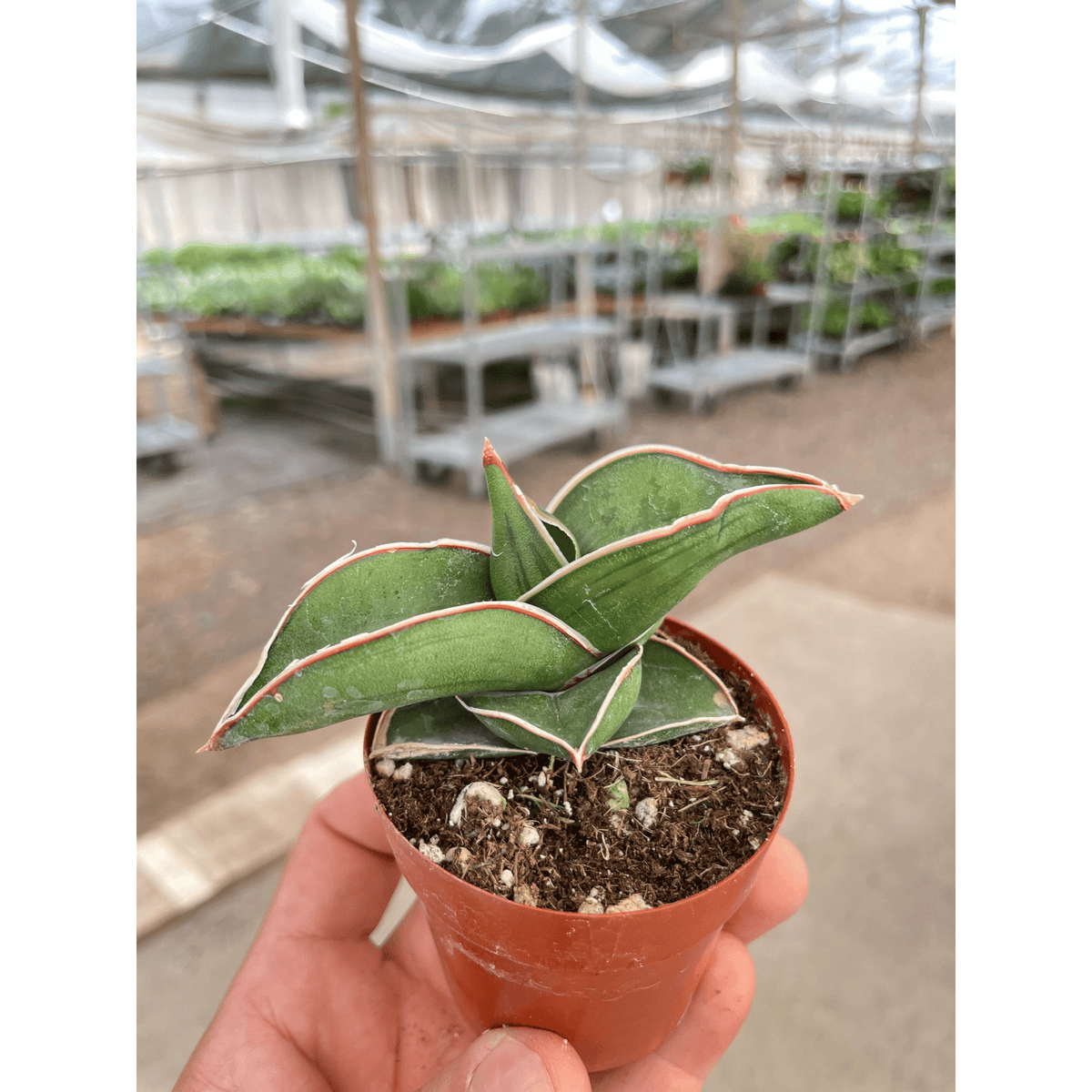 Sansevieria Samurai - 3" Pot - Garden Gets