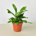 Staghorn Fern - Garden Gets