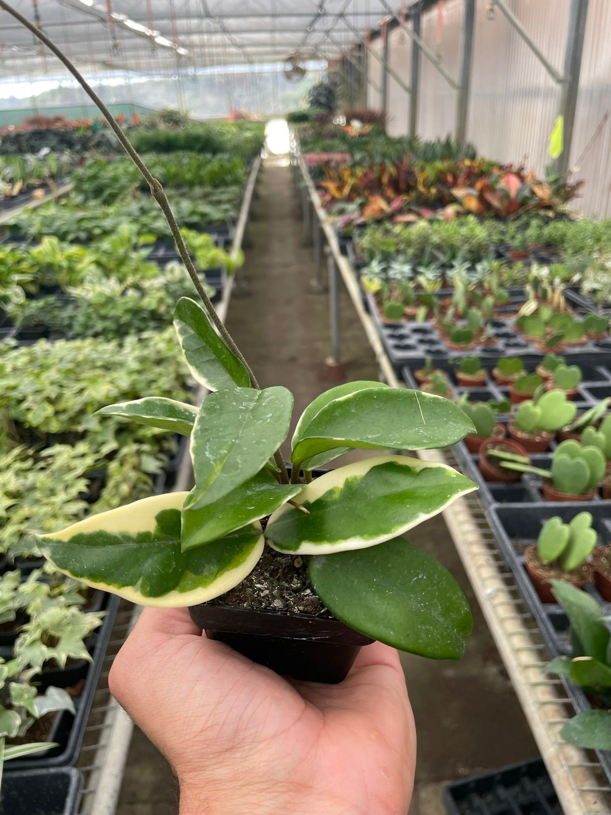Hoya Carnosa 'Tricolor' - Garden Gets