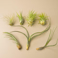 7 Tillandsia Air Plant Variety Pack - Garden Gets