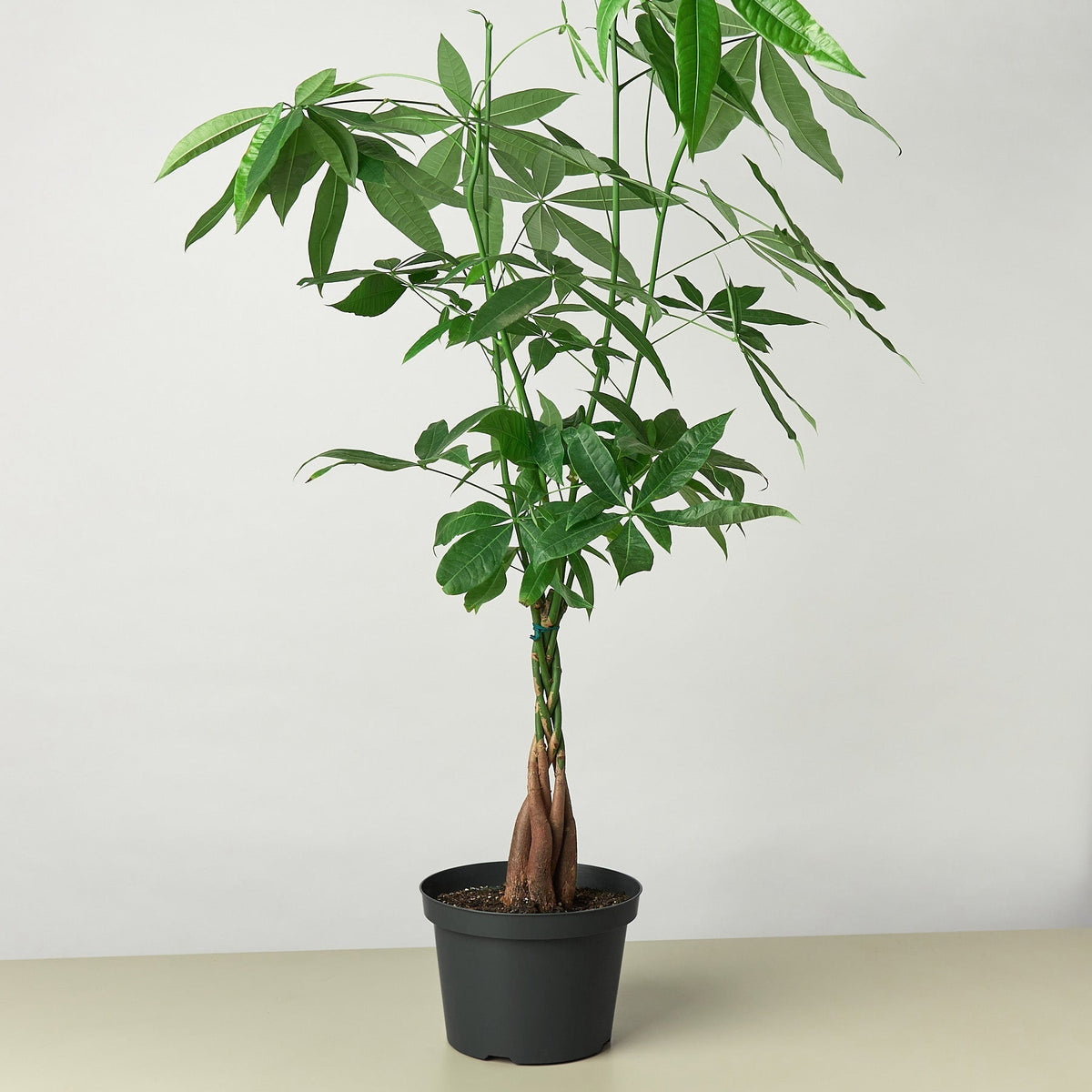 Money Tree 'Guiana Chestnut' Pachira Braid - Garden Gets