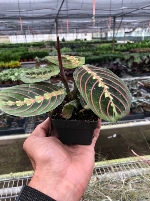 Maranta 'Red Prayer' - Garden Gets