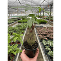 Money Tree 'Guiana Chestnut' Pachira Stump - Garden Gets