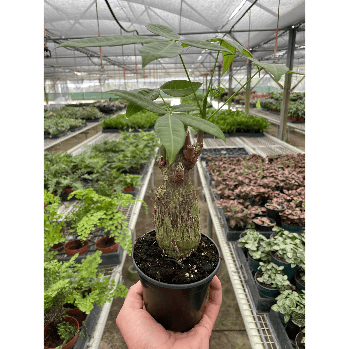 Money Tree 'Guiana Chestnut' Pachira Stump - Garden Gets