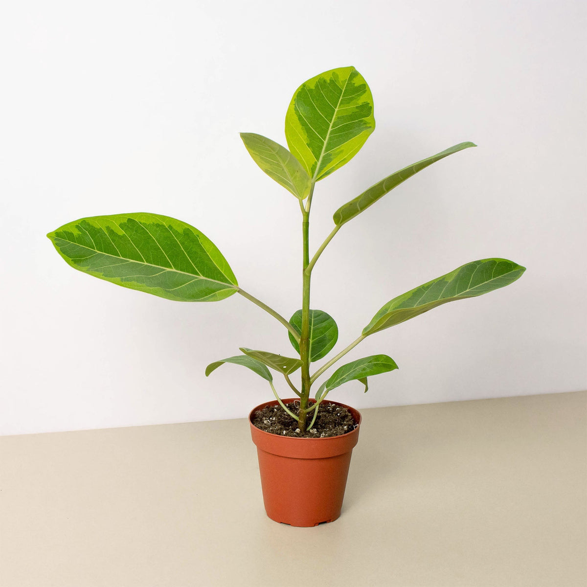Ficus Altissima 'Yellow Gem' - Garden Gets