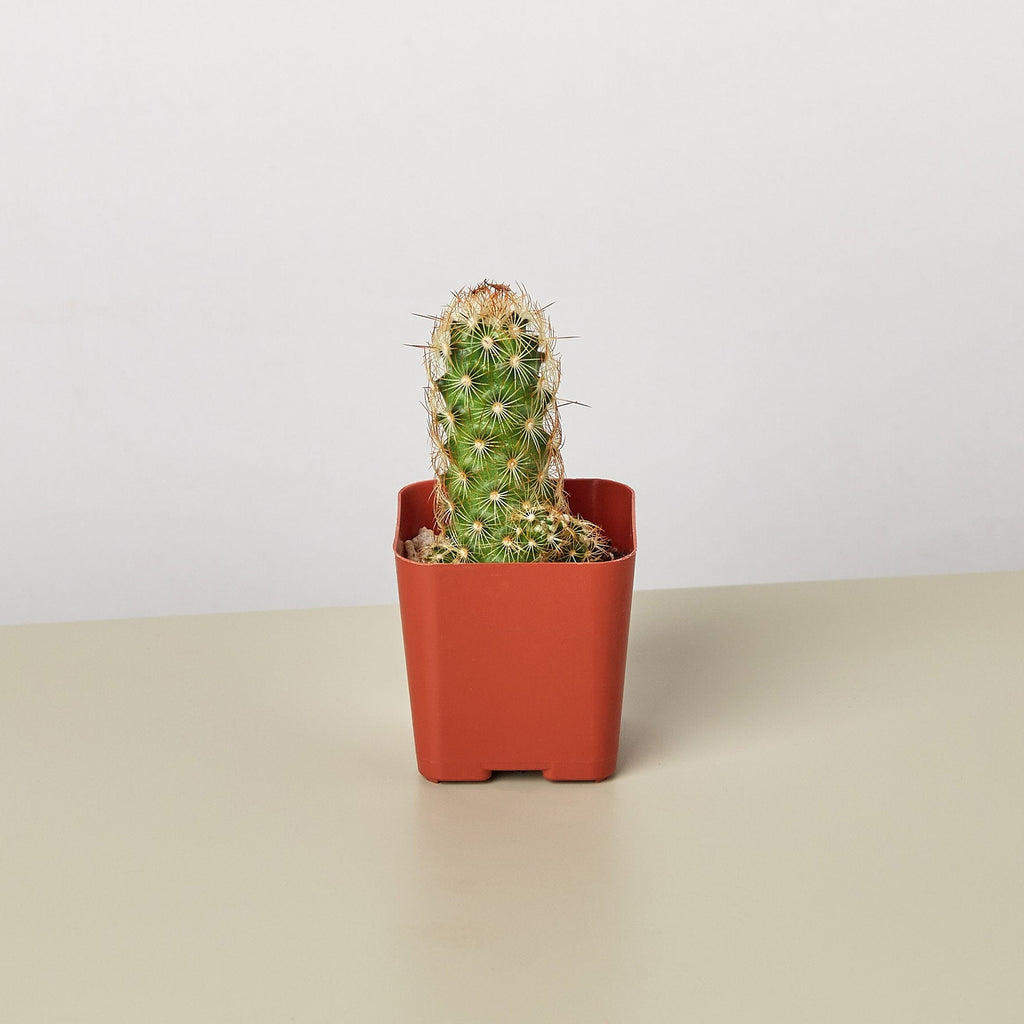 Cactus Variety - 2" Pot - Garden Gets