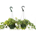 2 English Ivy Variety Pack - FREE Care Guide - 6" Hanging Pot - Garden Gets